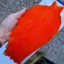 Whiting American Rooster Cape in Orange